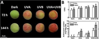 The Photomorphogenic Transcription Factor PpHY5 Regulates Anthocyanin Accumulation in Response to UVA and UVB Irradiation